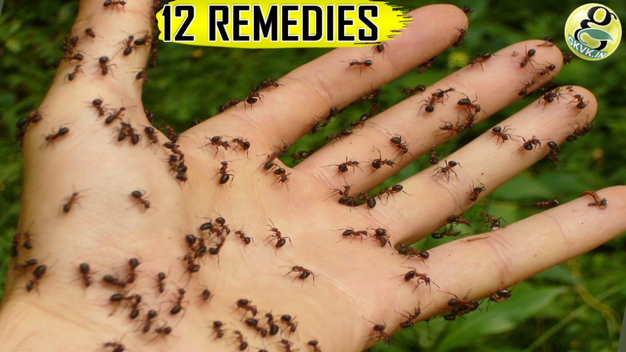 How to get rid of Ants at Home and Garden - Top 12 Natural ...