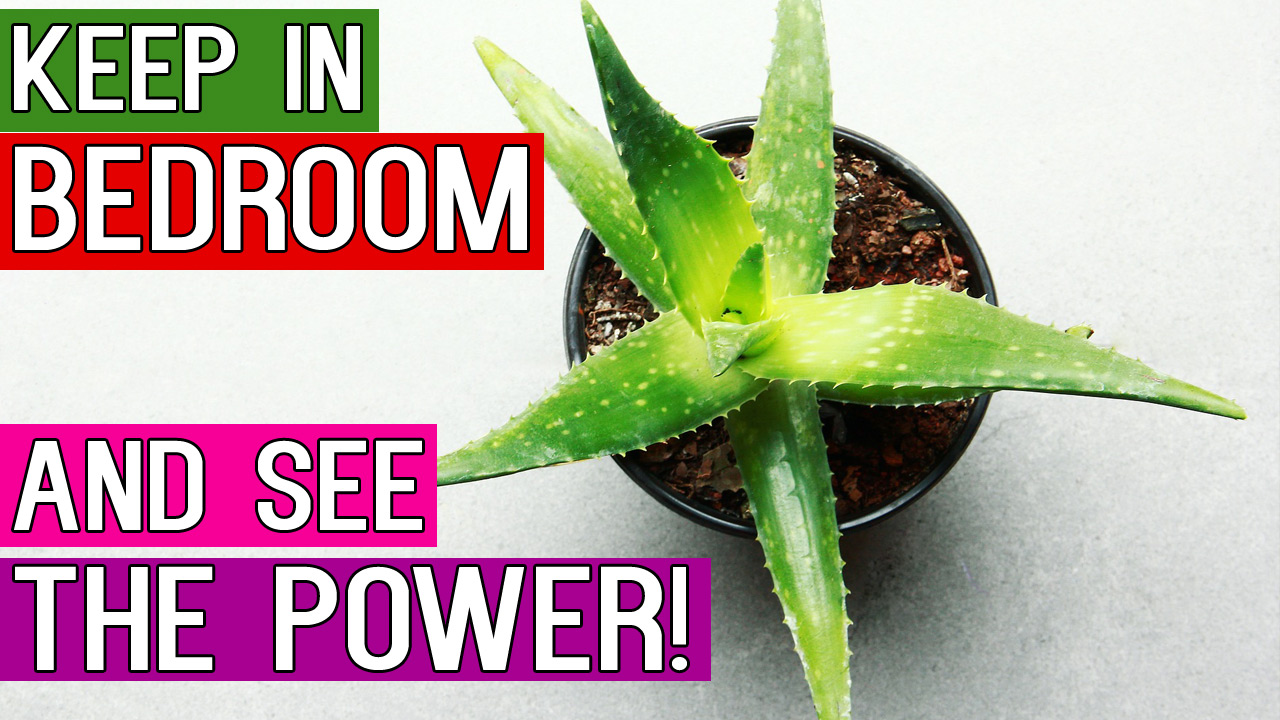 10 Best Bedroom Indoor Plants producing Oxygen even in