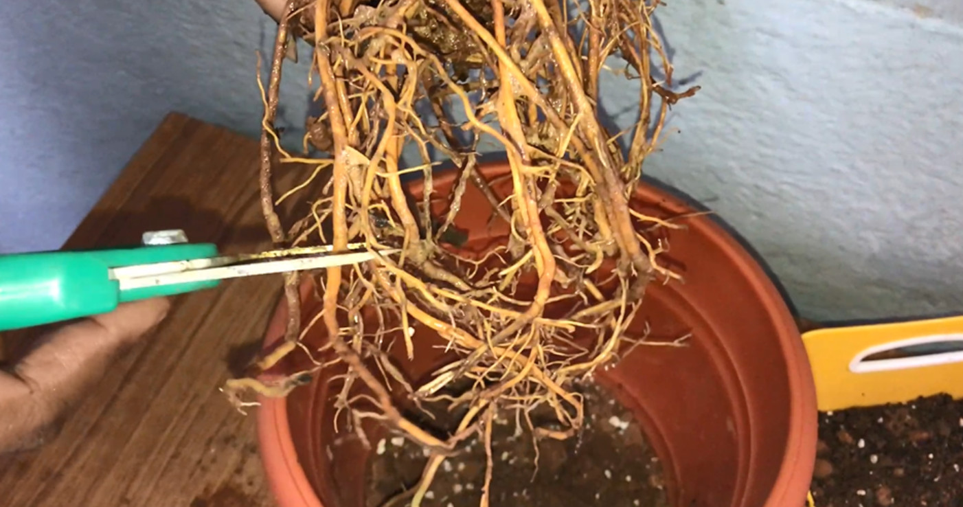 Root Pruning of Roots – GKVKs – Gardening Tips and Store