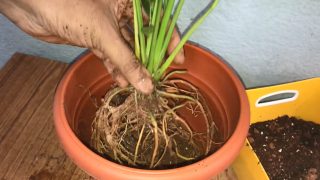 Root Pruning of Roots – GKVKs – Gardening Tips and Store