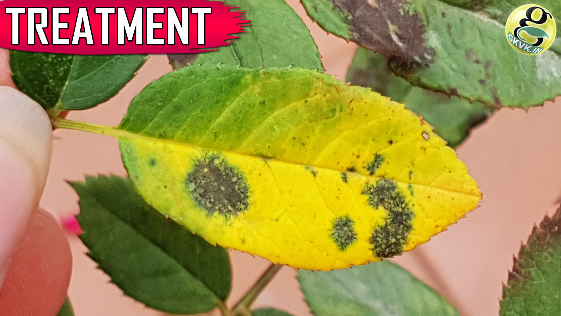 Black Spot Rose Disease Step By Step Treatment Gkvks Gardening Tips And Store