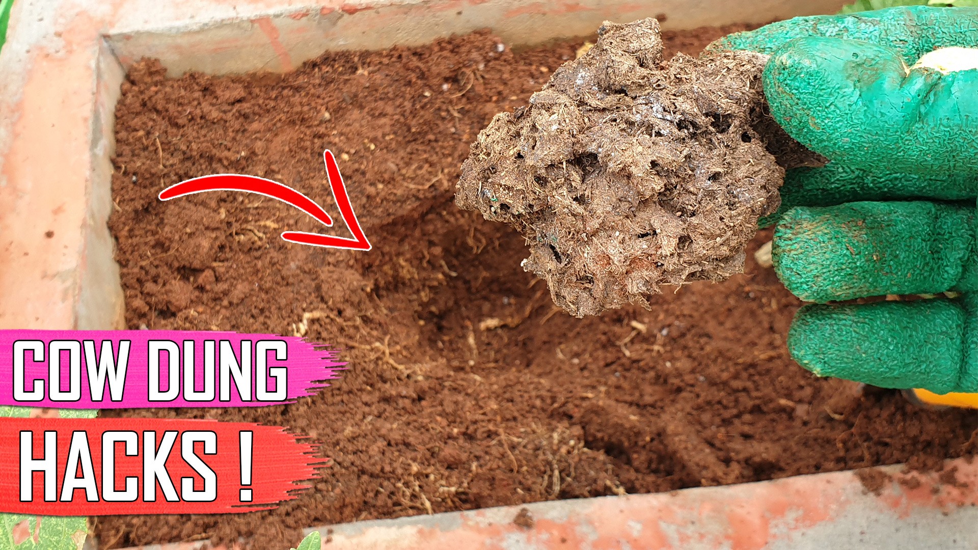 5 Useful Tips How To S On Cow Dung Fertilizer For Plants Gkvks