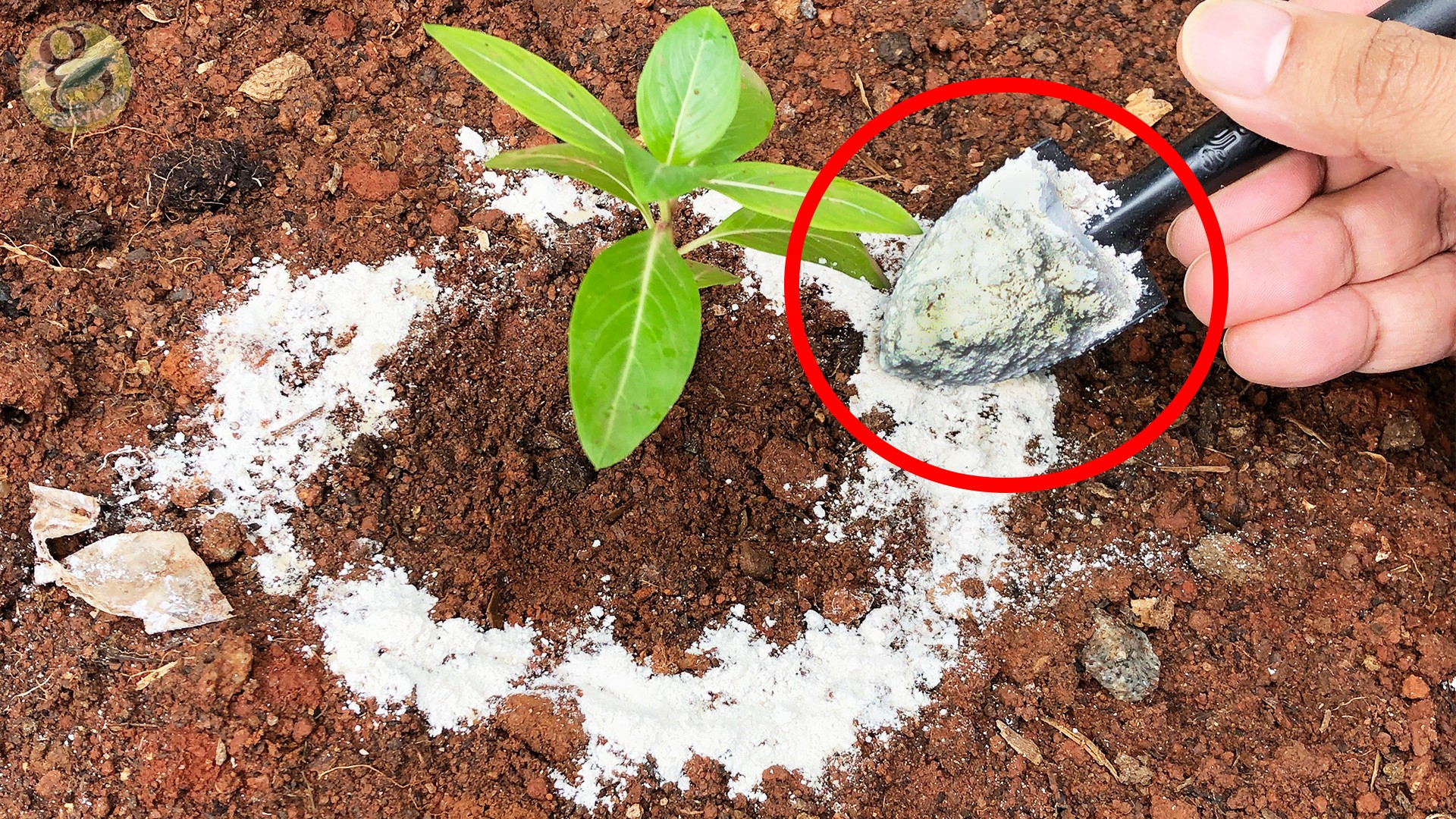 Diatomaceous earth and indoor plants